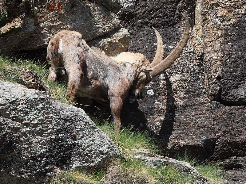 Stambecchi Gran Paradiso